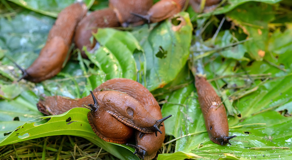 De nombreuses limaces sur des hostas, servant de diversion pour d'autres plantes.