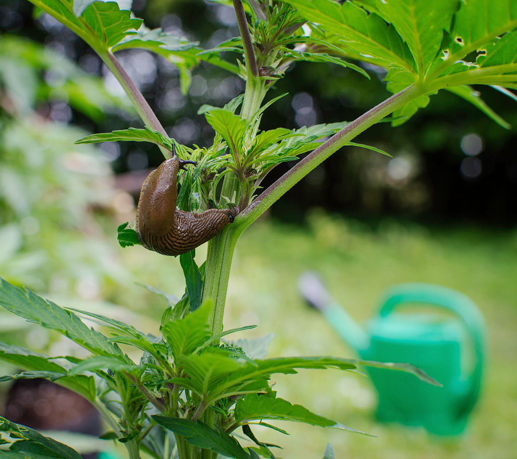 Une limace sur une plante de cannabis.