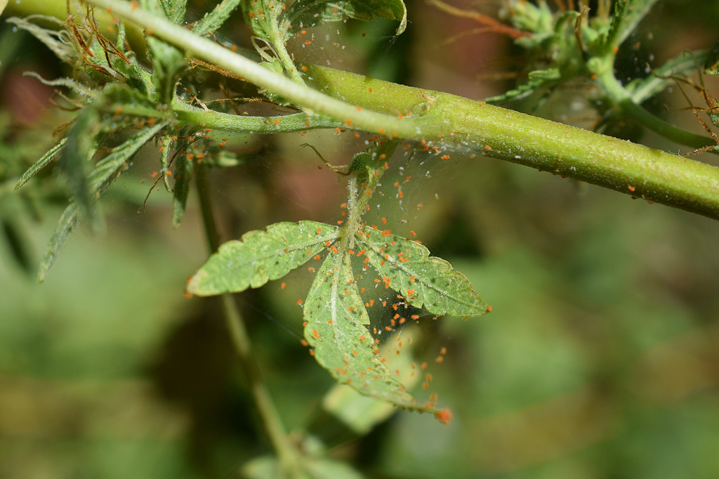 Tétranyques sur une plante de cannabis.