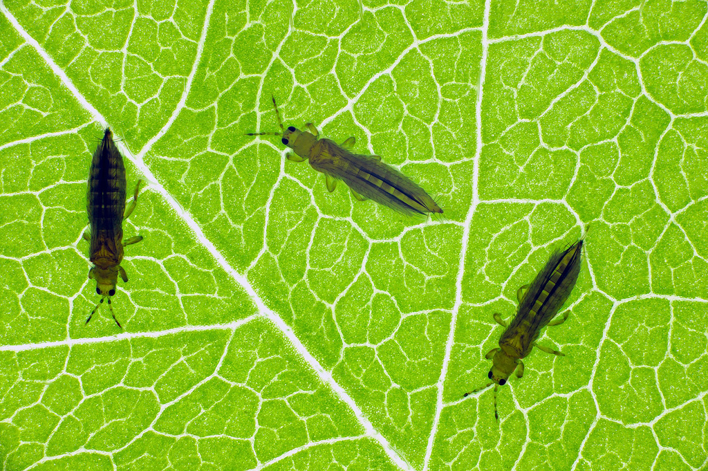 Thrips, insectes sur plante de cannabis.