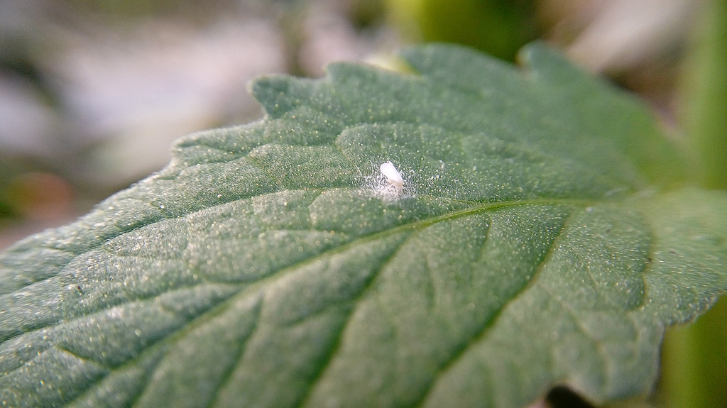 Mouches blanches sur une feuille de cannabis.