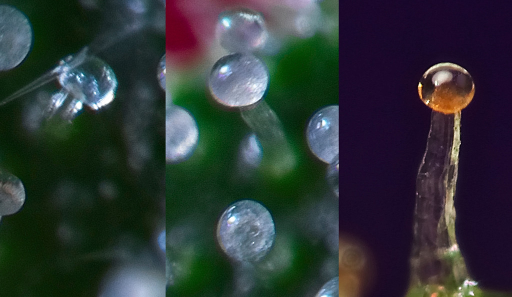 La différence entre la vision normale des couleurs et la deutéranomalie, une forme courante de daltonisme, chez les trichomes d'une plante de cannabis.