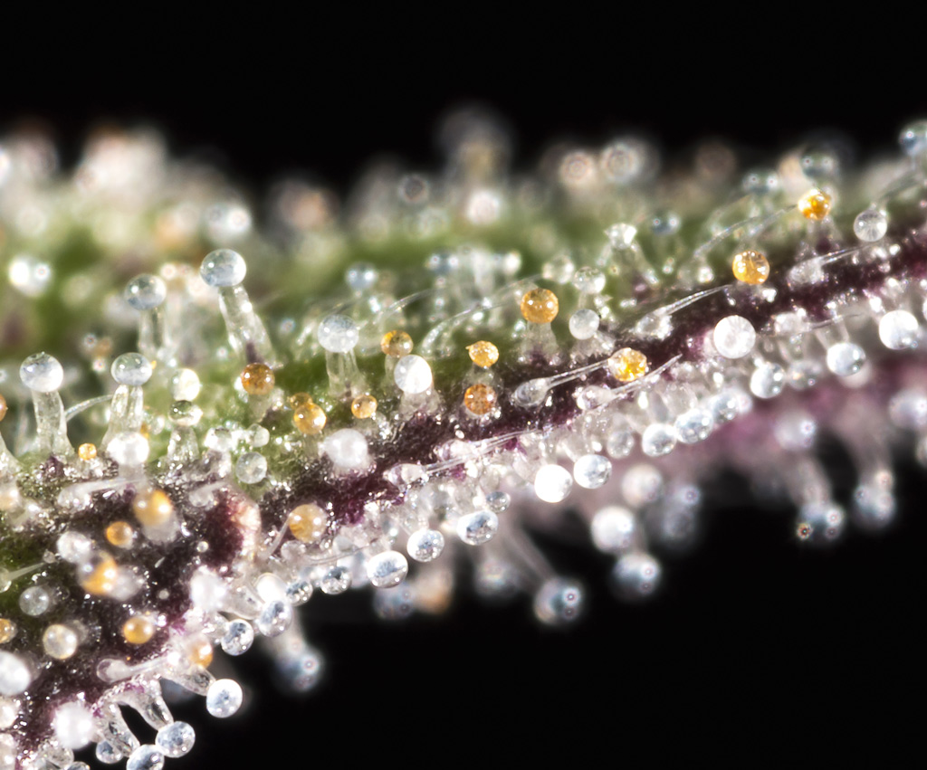 Trichomes de cannabis en vision normale.