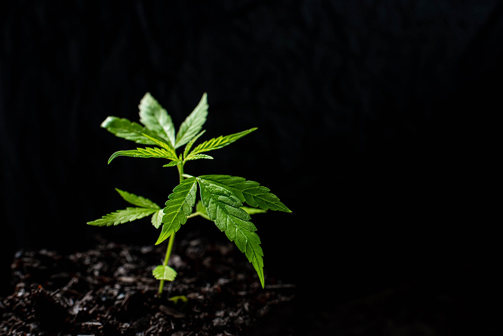 Jeune plant de cannabis devant un fond sombre.