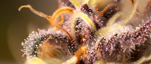 22 Terpènes Expliqués | Les Substances Secrètes dans le Cannabis