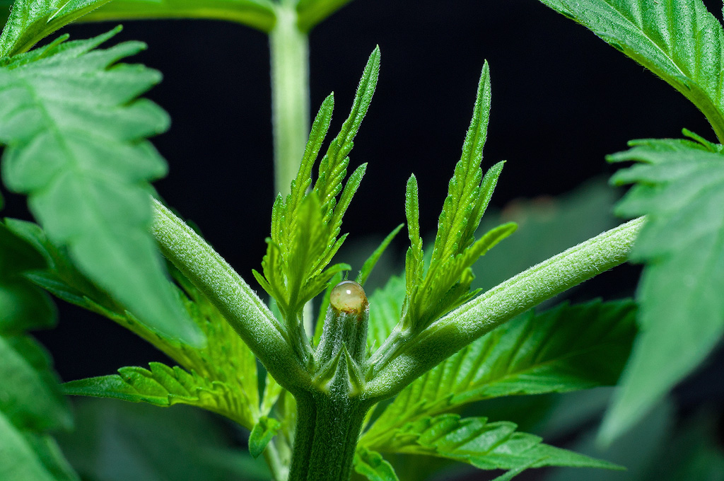 tailler plante de cannabis