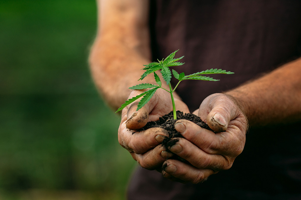 rempotage plante de cannabis