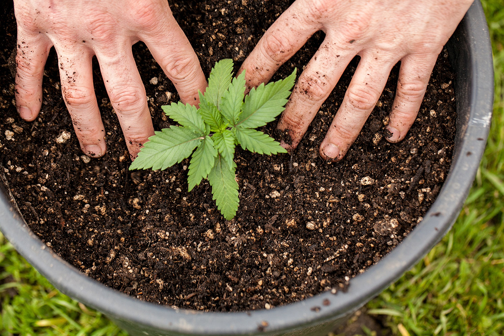 Deux mains sur la terre d'un plant de cannabis dans un pot.