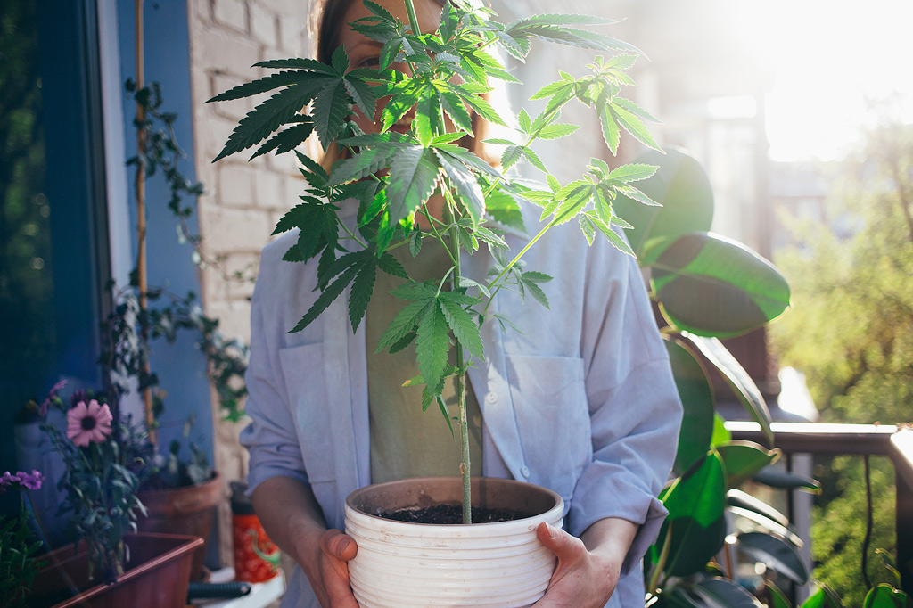 Une jeune femme soulève un pot et rit à travers les feuilles d'un plant de cannabis planté dans ce pot.