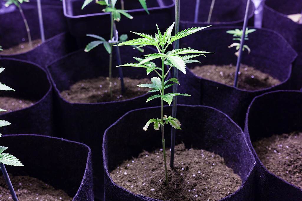 Plants de cannabis dans des pots en tissu dans une installation de culture Sea of Green.