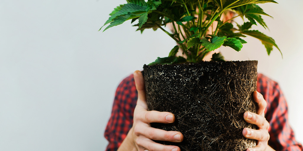 Quelqu'un tient un plant de cannabis devant son visage sans pot.