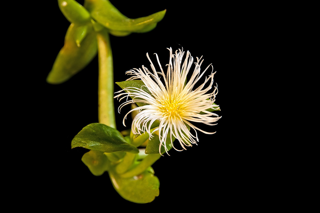 Kanna (sceletium tortuosum) en fleur