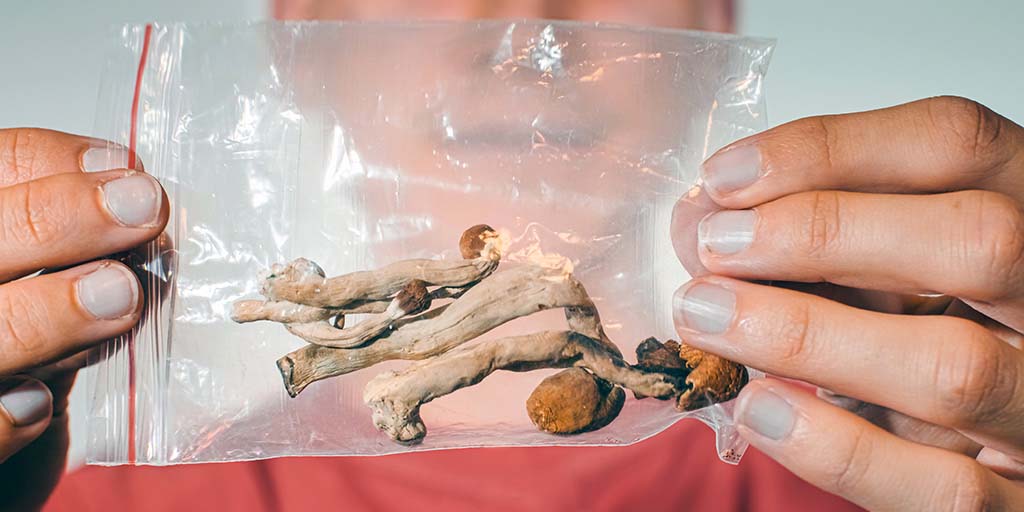 Étude montre que Magic Mushroom contient plus de psilocybine que son voisin